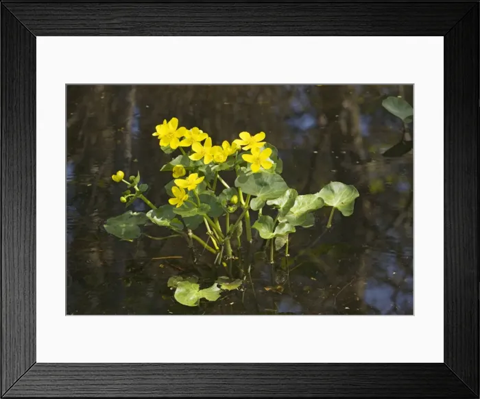 Framed Print : Marsh marigolds, or King-cups, (Caltha palustris) flowering in water Framed Print : Marsh marigolds, or King-cups, (Caltha palustris) flowering in water