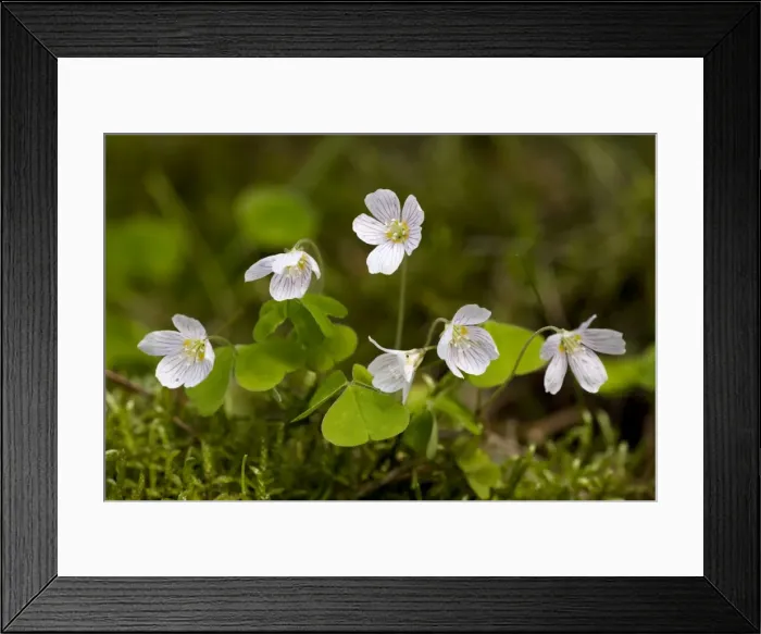 Framed Print : Wood sorrel (Oxalis acetosella); old woodland indicator in UK Framed Print : Wood sorrel (Oxalis acetosella); old woodland indicator in UK
