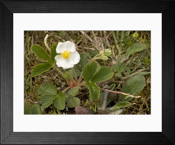 Framed Print : Hautbois strawberry (Fragaria moschata); Sweden Framed Print : Hautbois strawberry (Fragaria moschata); Sweden