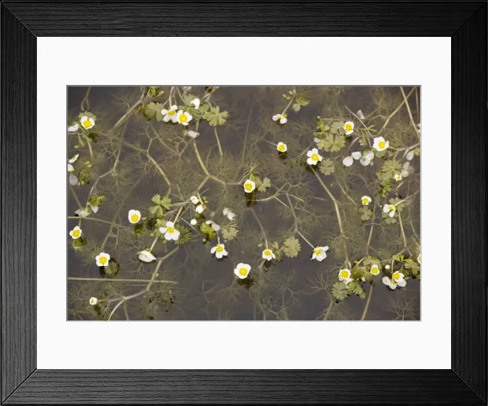 Framed Print : Pond water crowfoot (Ranunculus peltatus) in coastal pond, Oland Framed Print : Pond water crowfoot (Ranunculus peltatus) in coastal pond, Oland