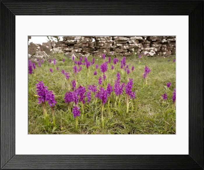 Framed Print : Mass of early purple orchids (Orchis mascula) in old limestone grassland on the Alvar, Oland Island, Sweden Framed Print : Mass of early purple orchids (Orchis mascula) in old limestone grassland on the Alvar, Oland Island, Sweden