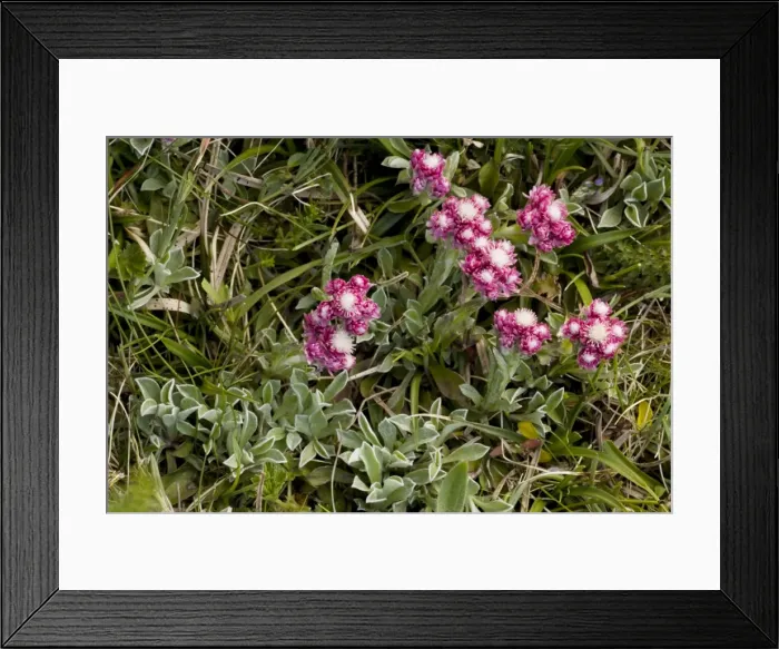 Framed Print : Mountain everlasting, female flower (Antennaria dioica). N. Europe Framed Print : Mountain everlasting, female flower (Antennaria dioica). N. Europe