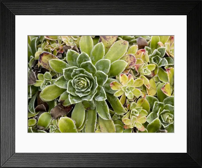Framed Print : Rosette of livelong saxifrage (Saxifraga paniculata = S. aizoon). Sweden Framed Print : Rosette of livelong saxifrage (Saxifraga paniculata = S. aizoon). Sweden