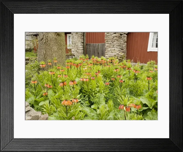 Framed Print : Crown Imperials (Fritillaria imperialis) in garden. Originally from C. Asia Framed Print : Crown Imperials (Fritillaria imperialis) in garden. Originally from C. Asia
