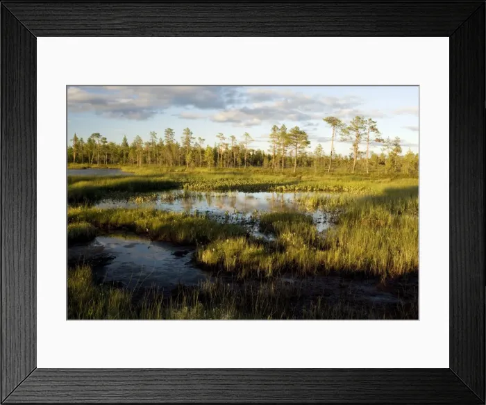 Framed Print : Arctic landscape - bog, lake and coniferous woodland near Muddus National Park, Sweden Framed Print : Arctic landscape - bog, lake and coniferous woodland near Muddus National Park, Sweden