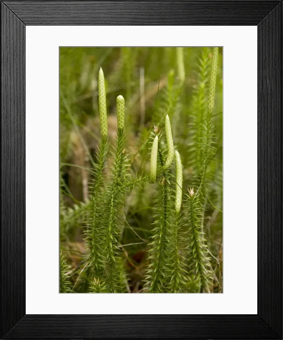 Framed Print : Interrupted clubmoss (Lycopodium annotinum), growing in pine forest Framed Print : Interrupted clubmoss (Lycopodium annotinum), growing in pine forest