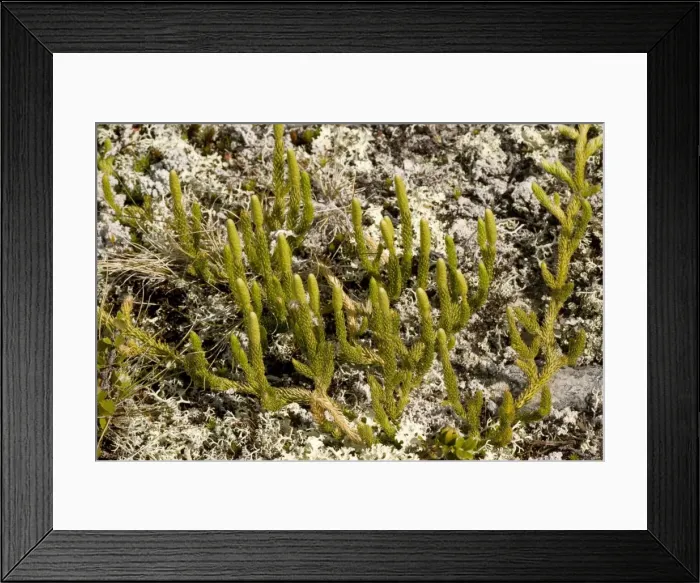 Framed Print : Interrupted clubmoss (Lycopodium annotinum) in arctic tundra, Norway Framed Print : Interrupted clubmoss (Lycopodium annotinum) in arctic tundra, Norway