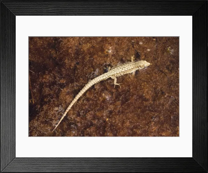 Framed Print : A common lizard (Lacerta vivipara) resting on a bog surface, Dorset Framed Print : A common lizard (Lacerta vivipara) resting on a bog surface, Dorset