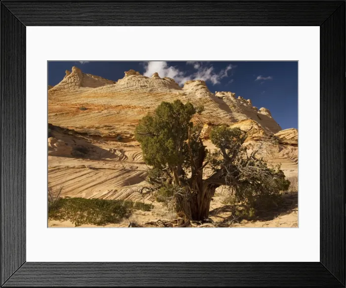Framed Print : Ancient Utah Juniper (Juniperus osteosperma) with lovely sandstone cliffs beyond in an area known as The Wave - an extraordinary area of sinuous eroded banded sandstone rocks in the Paria-Vermillion Cliffs National Monument Framed Print : Ancient Utah Juniper (Juniperus osteosperma) with lovely sandstone cliffs beyond in an area known as The Wave - an extraordinary area of sinuous eroded banded sandstone rocks in the Paria-Vermillion Cliffs National Monument