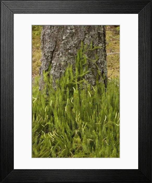 Framed Print : Interrupted clubmoss (Lycopodium annotinum), growing in pine forest, Sweden Framed Print : Interrupted clubmoss (Lycopodium annotinum), growing in pine forest, Sweden