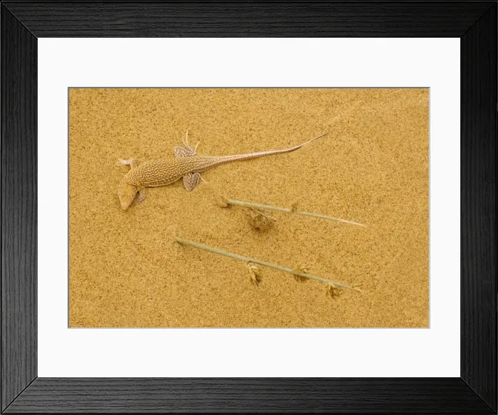Framed Print : Sand diver lizard / Shovel-snouted lizard - on the coastal dunes of Namibia Framed Print : Sand diver lizard / Shovel-snouted lizard - on the coastal dunes of Namibia