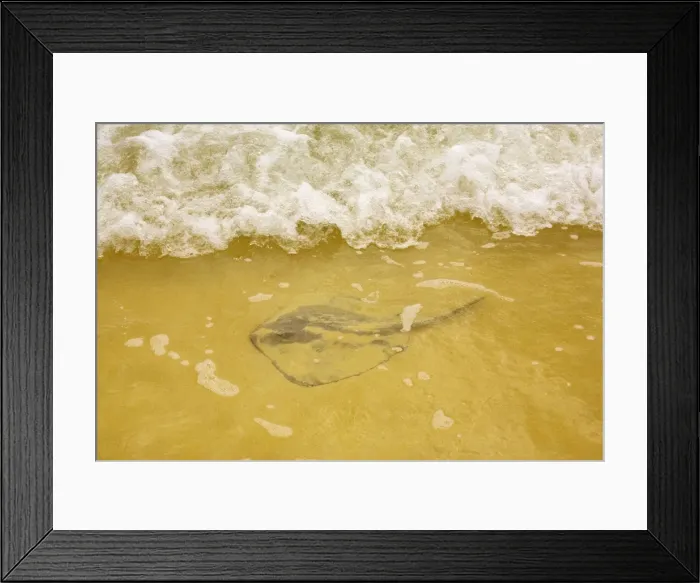 Framed Print : Sting Ray (Dasyatis brevis) on sandy beach, Floreana, Galapagos. Part of shoal Framed Print : Sting Ray (Dasyatis brevis) on sandy beach, Floreana, Galapagos. Part of shoal