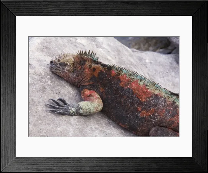 Framed Print : Marine Iguana - red form males on Hood Island (Espanola), Galapagos Framed Print : Marine Iguana - red form males on Hood Island (Espanola), Galapagos