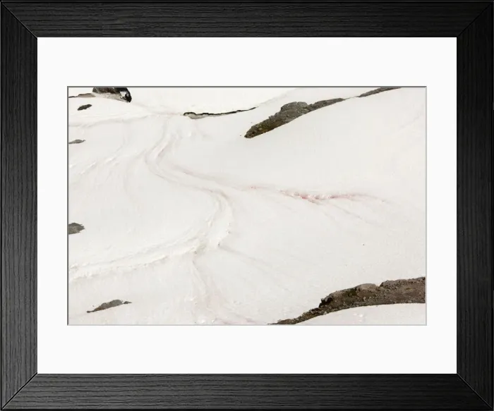Framed Print : Red snow, / Watermelon snow, caused by unicellular algae (Chlamydomonas nivalis), on Mount Rainier, Cascade Mountains, Washington Framed Print : Red snow, / Watermelon snow, caused by unicellular algae (Chlamydomonas nivalis), on Mount Rainier, Cascade Mountains, Washington