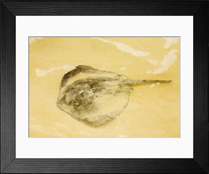 Framed Print : Sting Ray (Dasyatis brevis) on sandy beach, Floreana, Galapagos. Part of shoal Framed Print : Sting Ray (Dasyatis brevis) on sandy beach, Floreana, Galapagos. Part of shoal