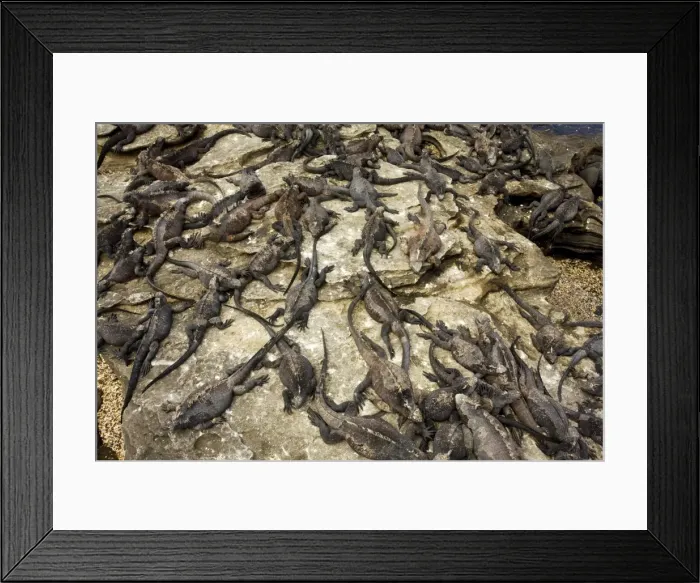 Framed Print : Large mass of Marine Iguanas (Amblyrhynchus cristatus) warming up in sun; endemic and specialised reptile. Fernandina Island, Galapagos Framed Print : Large mass of Marine Iguanas (Amblyrhynchus cristatus) warming up in sun; endemic and specialised reptile. Fernandina Island, Galapagos