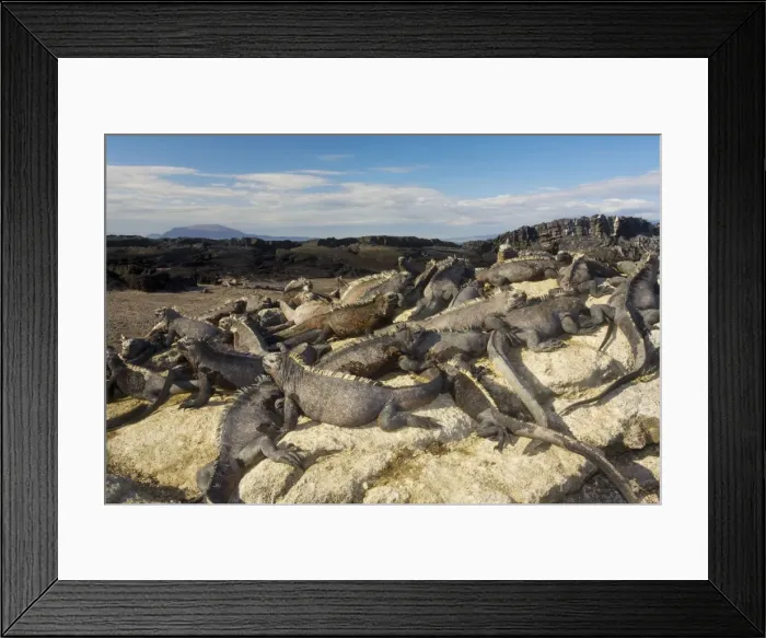 Framed Print : Large mass of Marine Iguanas - warming up in sun; endemic and specialised reptile. Fernandina Island, Galapagos Framed Print : Large mass of Marine Iguanas - warming up in sun; endemic and specialised reptile. Fernandina Island, Galapagos