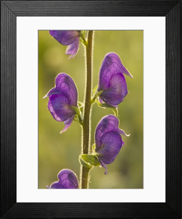 Framed Print : Columbian Monkshood / Western Monkshood (Aconitum columbianum) in flower, against the light. Mount Ashland, Oregon Framed Print : Columbian Monkshood / Western Monkshood (Aconitum columbianum) in flower, against the light. Mount Ashland, Oregon
