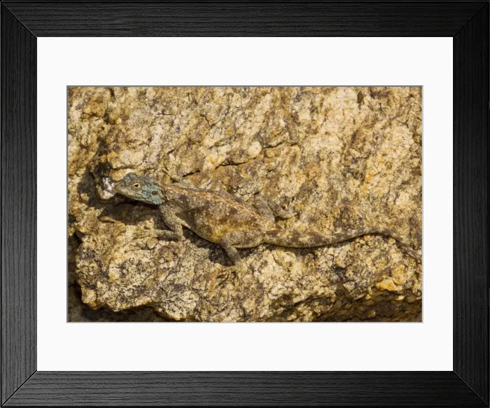 Framed Print : desert Agama lizard, the Southern Rock Agama - Goegap, Namaqualand, South Africa