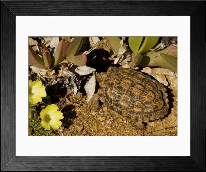 Framed Print : Desert Tortoise - Nama Padloper (Homopus bergeri) - with Grielum flowers -Namaqua desert