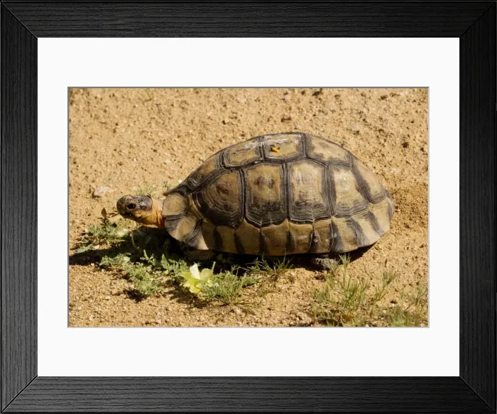 Framed Print : Angulate Tortoise, light phase, male (Chersina angulata) in the Namaqua desert, South Africa Framed Print : Angulate Tortoise, light phase, male (Chersina angulata) in the Namaqua desert, South Africa
