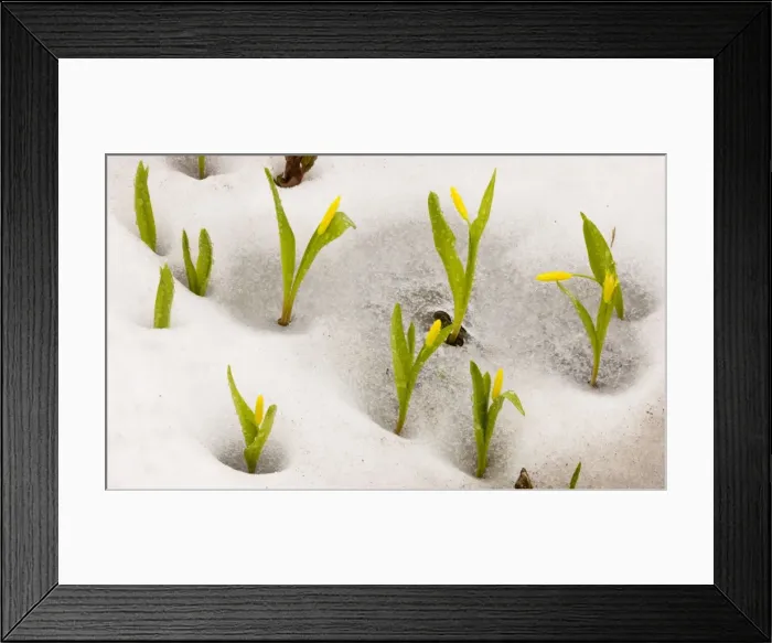 Framed Print : Glacier Lily / Yellow Avalanche lily (Erythronium grandiflorum) at the snow line on Mount Rainier, Cascade Mountans, Washington Framed Print : Glacier Lily / Yellow Avalanche lily (Erythronium grandiflorum) at the snow line on Mount Rainier, Cascade Mountans, Washington