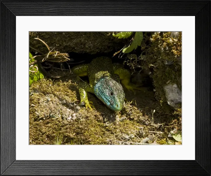 Framed Print : Western Green Lizard male (Lacerta bilineata = Lacerta viridis var. bilineata) basking in the sun - France Framed Print : Western Green Lizard male (Lacerta bilineata = Lacerta viridis var. bilineata) basking in the sun - France