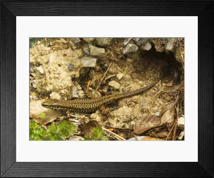 Framed Print : Wall Lizard - north italian form, emerging cautiously from burrow Framed Print : Wall Lizard - north italian form, emerging cautiously from burrow