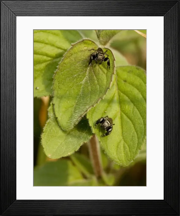 Framed Print : 2 jumping spiders (Evarcha arcuata) on mint leaves; Dordogne, France Framed Print : 2 jumping spiders (Evarcha arcuata) on mint leaves; Dordogne, France