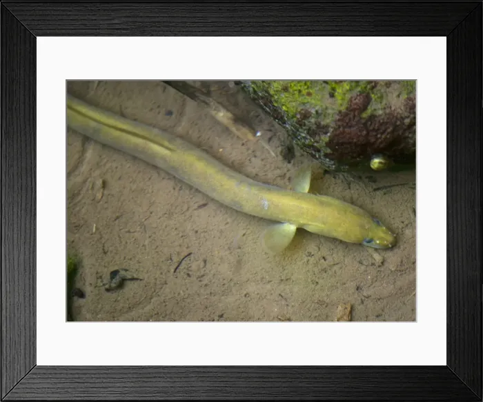 Framed Print : Common Eel - Adult - Cyprus Framed Print : Common Eel - Adult - Cyprus