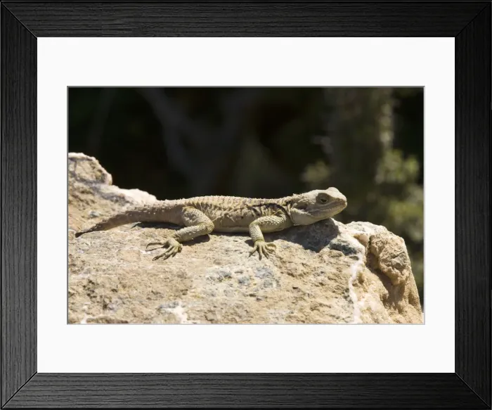 Framed Print : A Cyprus dragon (Agama (= Laudakia) stellio var cypriaca ), Agama peninsula, Cyprus Framed Print : A Cyprus dragon (Agama (= Laudakia) stellio var cypriaca ), Agama peninsula, Cyprus