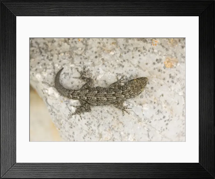 Framed Print : Kotschy's Gecko (Cyrtopodion kotschyi) on stone wall. Small diurnal gecko. Mani, Peloponnese, Greece Framed Print : Kotschy's Gecko (Cyrtopodion kotschyi) on stone wall. Small diurnal gecko. Mani, Peloponnese, Greece