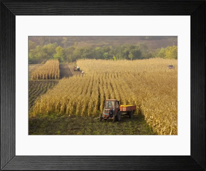 Framed Print : Harvesting maize, or corn, in autumn, near Saschiz; in the saxon villages area, Transylvania, Romania Framed Print : Harvesting maize, or corn, in autumn, near Saschiz; in the saxon villages area, Transylvania, Romania
