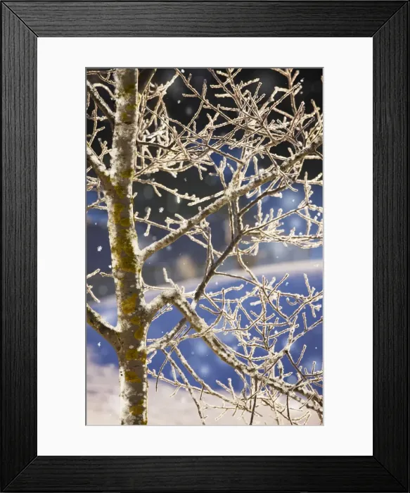 Framed Print : Wild Aspen - covered with hoar frost, midwinter in the Jura Mountains. East France. Digital Manipulation: extra frost & falling snow Framed Print : Wild Aspen - covered with hoar frost, midwinter in the Jura Mountains. East France. Digital Manipulation: extra frost & falling snow