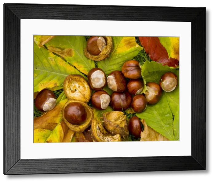 Framed Print : Horse-chestnuts or conkers Aesculus hippocastanum, in autumn. Dorset Framed Print : Horse-chestnuts or conkers Aesculus hippocastanum, in autumn. Dorset
