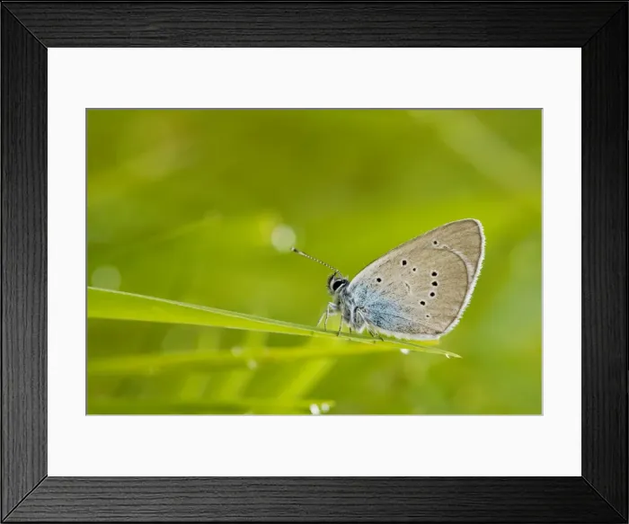 Framed Print : Mazarine Blue - roosting after rain Framed Print : Mazarine Blue - roosting after rain