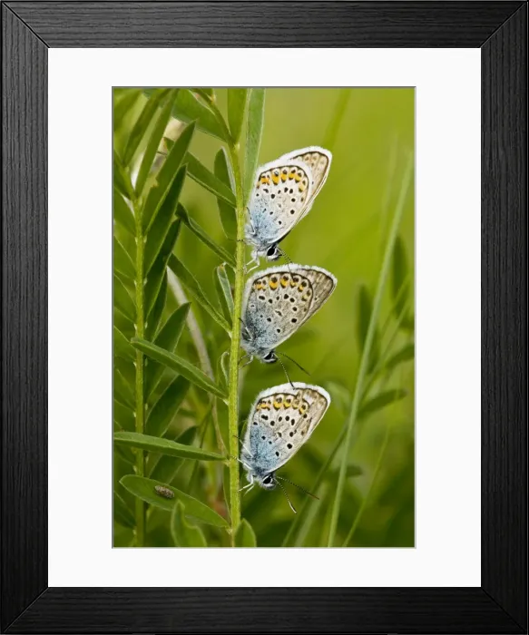 Framed Print : Three Silver-studded Blue Butterflies - roosting at dusk Framed Print : Three Silver-studded Blue Butterflies - roosting at dusk