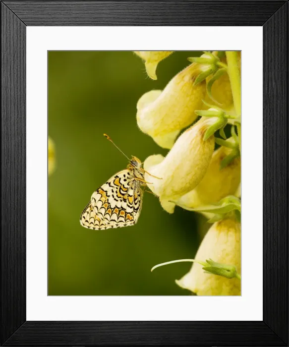 Framed Print : Provencal Fritillary - female, settled on Large Yellow Foxglove; Ecrins National Park, French Alps, France Framed Print : Provencal Fritillary - female, settled on Large Yellow Foxglove; Ecrins National Park, French Alps, France