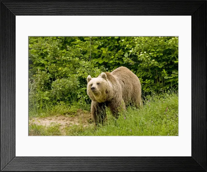 Framed Print : Brown Bear - Transylvania Framed Print : Brown Bear - Transylvania
