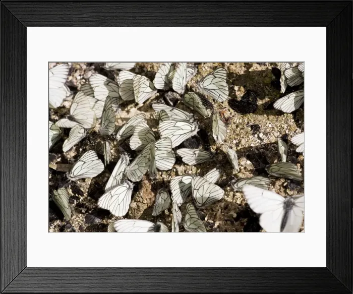 Framed Print : Male Black-veined White butterflies - gathering en masse to acquire mineral salts from damp soil; Ecrins, french alps, France Framed Print : Male Black-veined White butterflies - gathering en masse to acquire mineral salts from damp soil; Ecrins, french alps, France