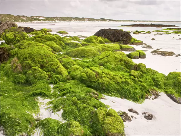 Sandy beach with algae-covered rocks at Balranald, on the west coast of North Uist, Outer Hebrides, Scotland