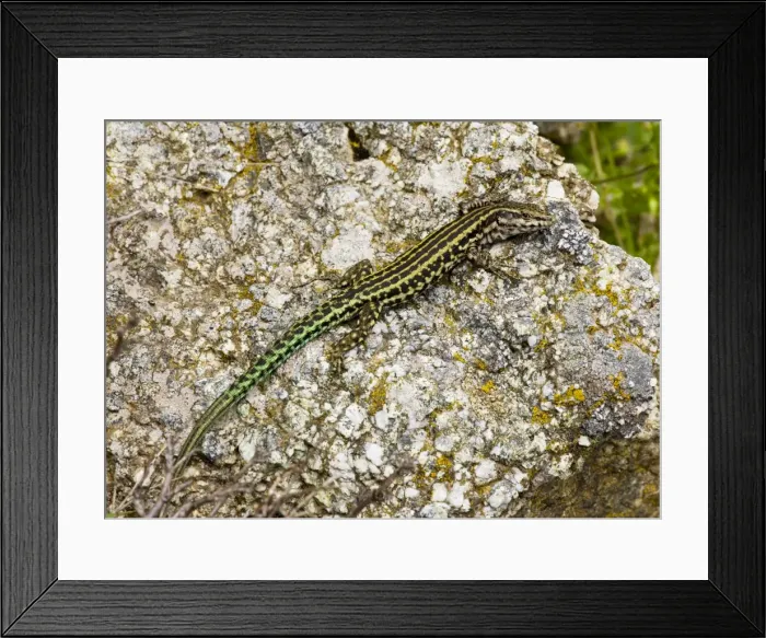 Framed Print : Tyrrhenian Wall Lizard - on granite rock, Col de Bavella; Corsica, France Framed Print : Tyrrhenian Wall Lizard - on granite rock, Col de Bavella; Corsica, France