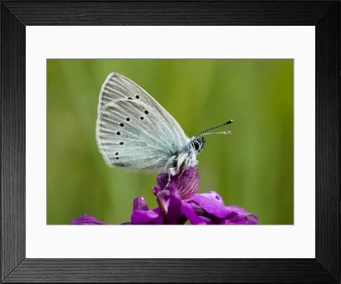 Framed Print : Green-underside Blue butterfly - on a Green-winged Orchid (Orchis morio); Gargano, Italy Framed Print : Green-underside Blue butterfly - on a Green-winged Orchid (Orchis morio); Gargano, Italy