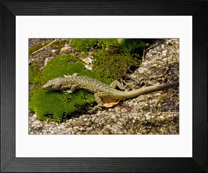 Framed Print : Bedriaga's Rock Lizard - on damp granite rock in the mountains of Corsica, France Framed Print : Bedriaga's Rock Lizard - on damp granite rock in the mountains of Corsica, France