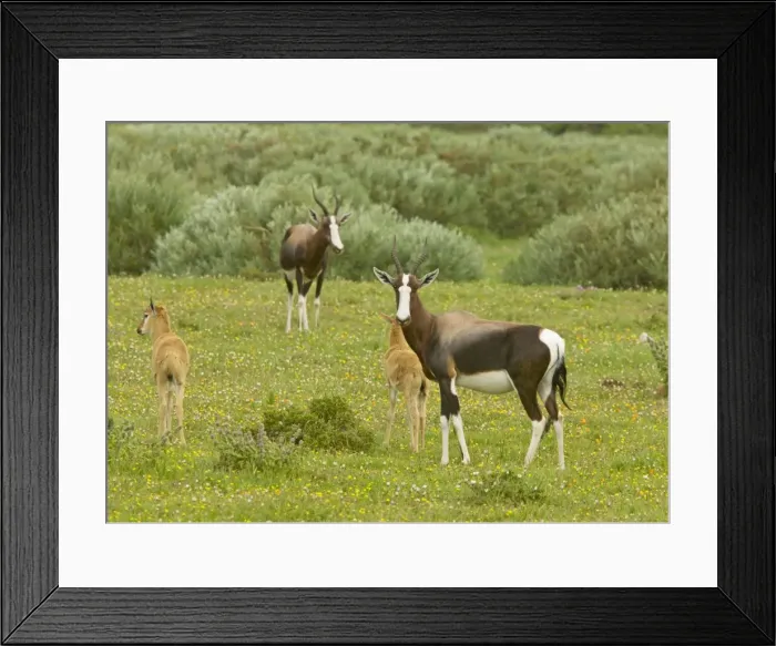 Framed Print : Bontebok - female and young, in Postberg, West coast National Park; South Africa Framed Print : Bontebok - female and young, in Postberg, West coast National Park; South Africa