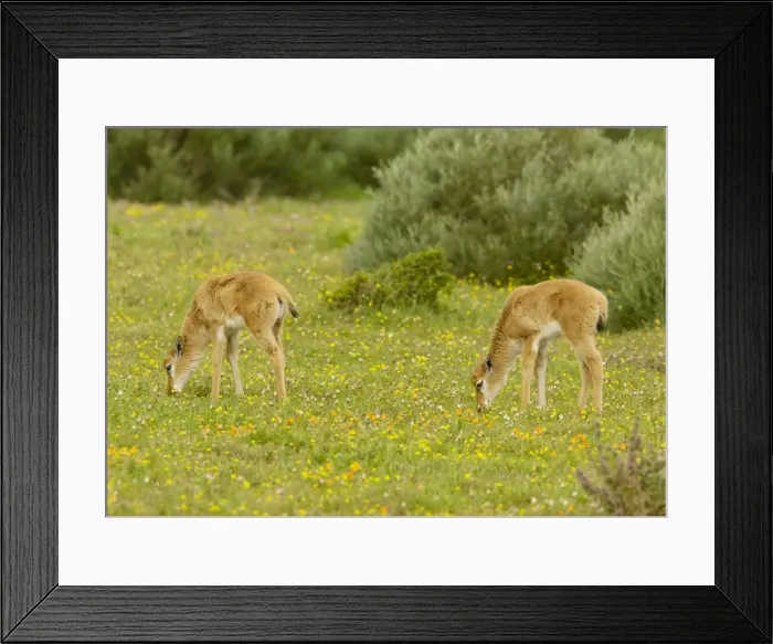 Framed Print : Bontebok - young grazing - Postberg, West coast National Park; South Africa Framed Print : Bontebok - young grazing - Postberg, West coast National Park; South Africa