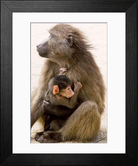 Framed Print : Chacma Baboon / Cape Baboon - mother with young, Cape, South Africa Framed Print : Chacma Baboon / Cape Baboon - mother with young, Cape, South Africa
