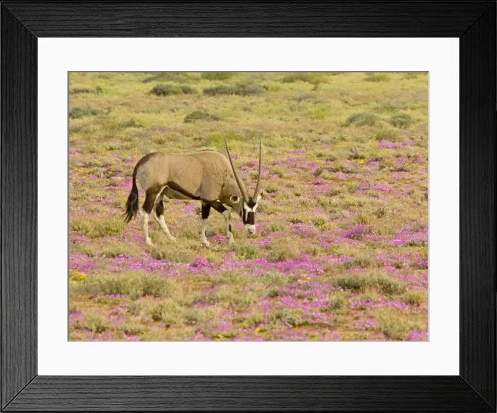 Framed Print : Gemsbok / Oryx - among flowers in a wet spring; Goegap reserve, Namaqualand, South Africa Framed Print : Gemsbok / Oryx - among flowers in a wet spring; Goegap reserve, Namaqualand, South Africa