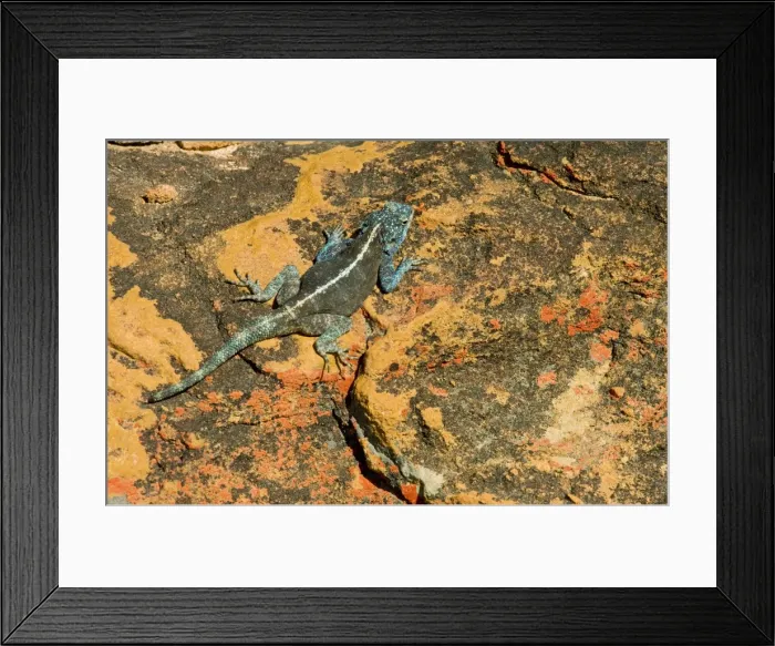 Framed Print : Southern Rock Agama - male on lichen-covered sandstone rock, Cederberg Mountains, South Africa Framed Print : Southern Rock Agama - male on lichen-covered sandstone rock, Cederberg Mountains, South Africa