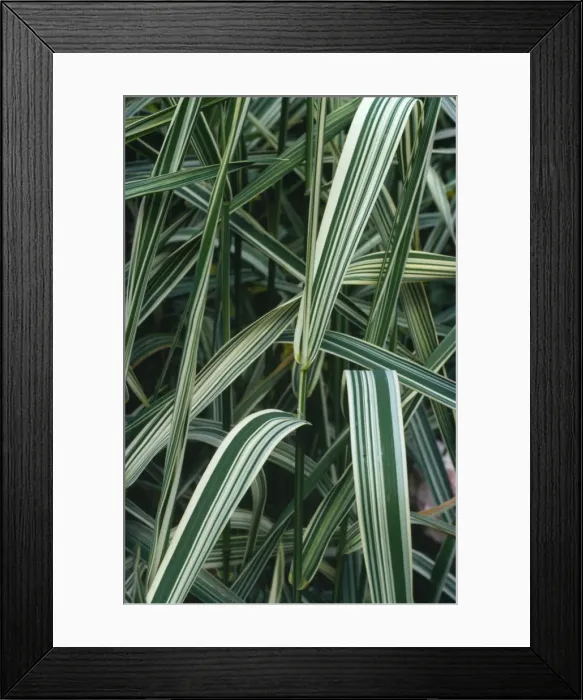 Framed Print : Canary Grass - Variegation in leaves Framed Print : Canary Grass - Variegation in leaves